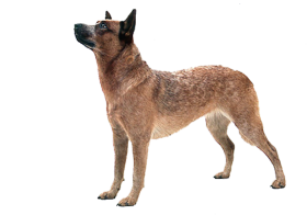 Brown Dog Stand Full Body HD PNG Images