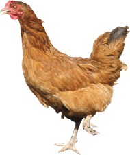 Brown Hen Download Free PNG