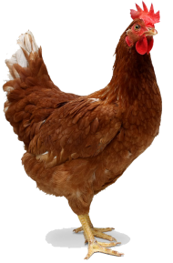 Brown Hen Transparent File