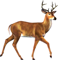 Brown Walking Deer PNG Free download HD