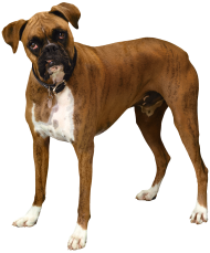 Bulldog Free PNG Free download HD