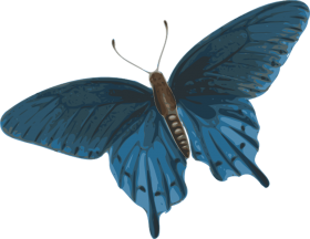 Butterfly Blue HD PNG Images Download