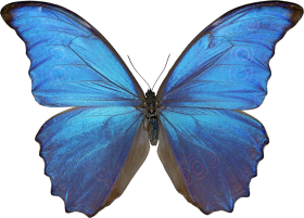 Butterfly Blue HD PNG Images Free