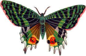 Butterfly Blue Transparent PNG Images Download