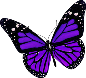 Butterfly Clipart PNG Images Download For Editing