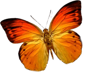 Butterfly Golden PNG Images Full HD