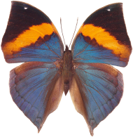 Butterfly High Quality PNG Images Download