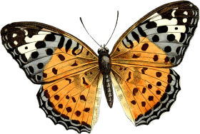 Butterfly PNG Download Full HD