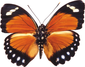 Butterfly PNG Images Download Free