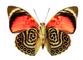 Butterfly PNG Images Download Full HD