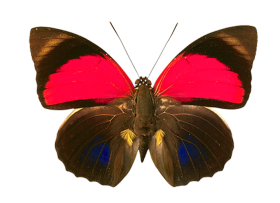 Butterfly PNG Images Download HD