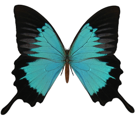 Butterfly PNG Images For Picsart Photo Editing
