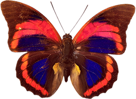 Butterfly Transparent Full HD PNG Free