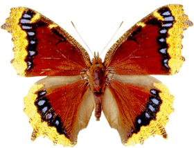 Butterfly Transparent HD PNG Free
