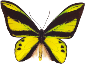 Butterfly Transparent PNG Images Download
