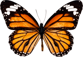 Butterfly Yellow Color PNG Full HD