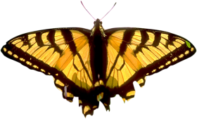Butterfly Yellow Color PNG Images Hd