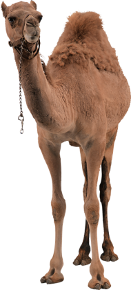 Camel Front View PNG Images Download