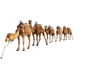 Camel Groups PNG Images Download