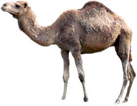 Camel HD PNG Images Download