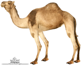 Camel PNG Download Full HD