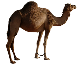 Camel Standing PNG Images Download