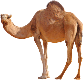 Camel Transparent HD PNG Image