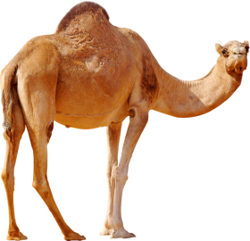 Camel Transparent HD PNG Images