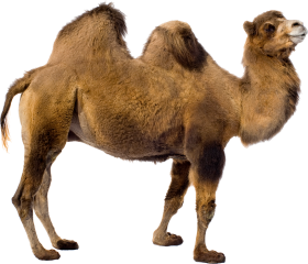 Camel Transparent HD PNG Images New