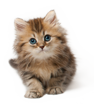 Cat face Png Transparent Background