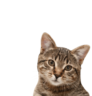 Cat Face Transparent PNG  Download   700x730