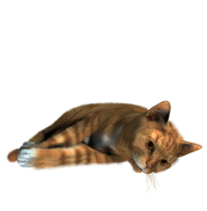 Cat PNG Download Full HD Free