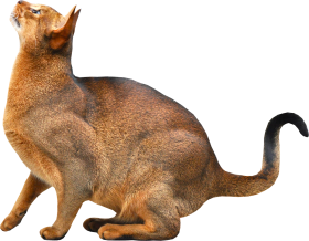 Cat PNG Look Up Download Full Hd