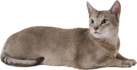 Cat PNG Transparent Full HD Download
