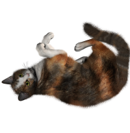 Cat Transparent HD PNG Download