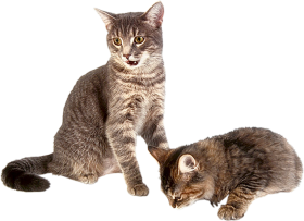 Cat Transparent HD PNG Download
