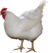Chicken Staring PNG free download
