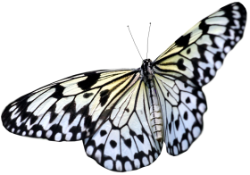 Clipart Butterfly PNG Images Download HD