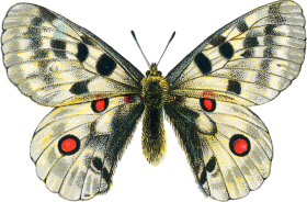 Clipart Butterfly PNG Images HD