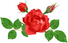 Clipart Red Rose Flower PNG Image