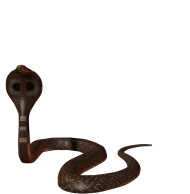 Cobra Snake Full HD PNG Download