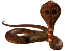 Cobra Snake HD PNG Download