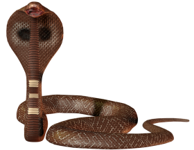 Cobra Snake PNG Download For Editing