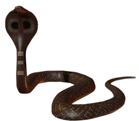 Cobra Snake PNG Download Free Hd