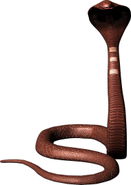 Cobra Snake PNG Hd Download Free