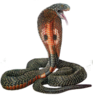 Cobra Snake Transparent Full hd Png