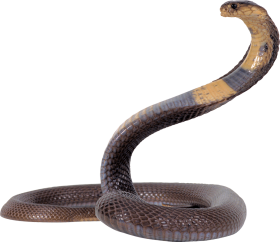 Cobra Snake Transparent PNG Download