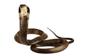 Cobra Snake Transparent PNG Download