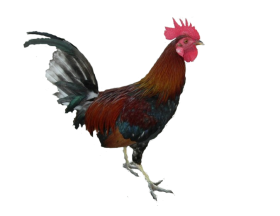 Cock Standing PNG download hd