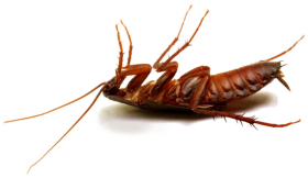 Cockroach Insect Transparent Background